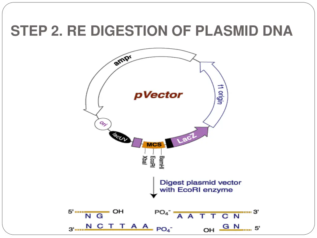 step 2 re digestion of plasmid dna