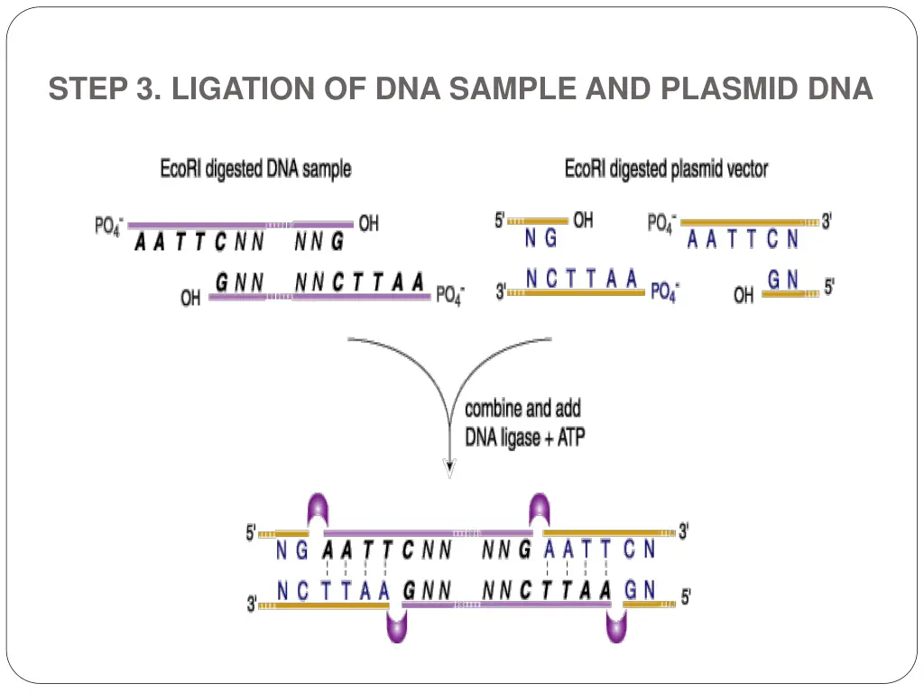 step 3 ligation of dna sample and plasmid dna