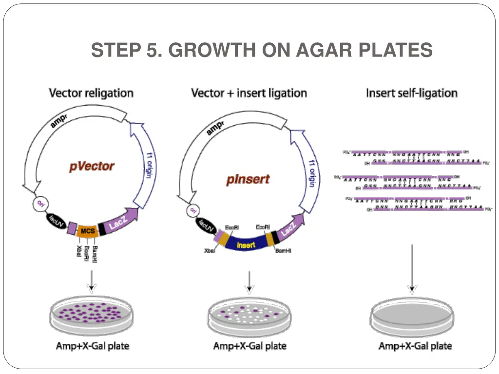 step 5 growth on agar plates