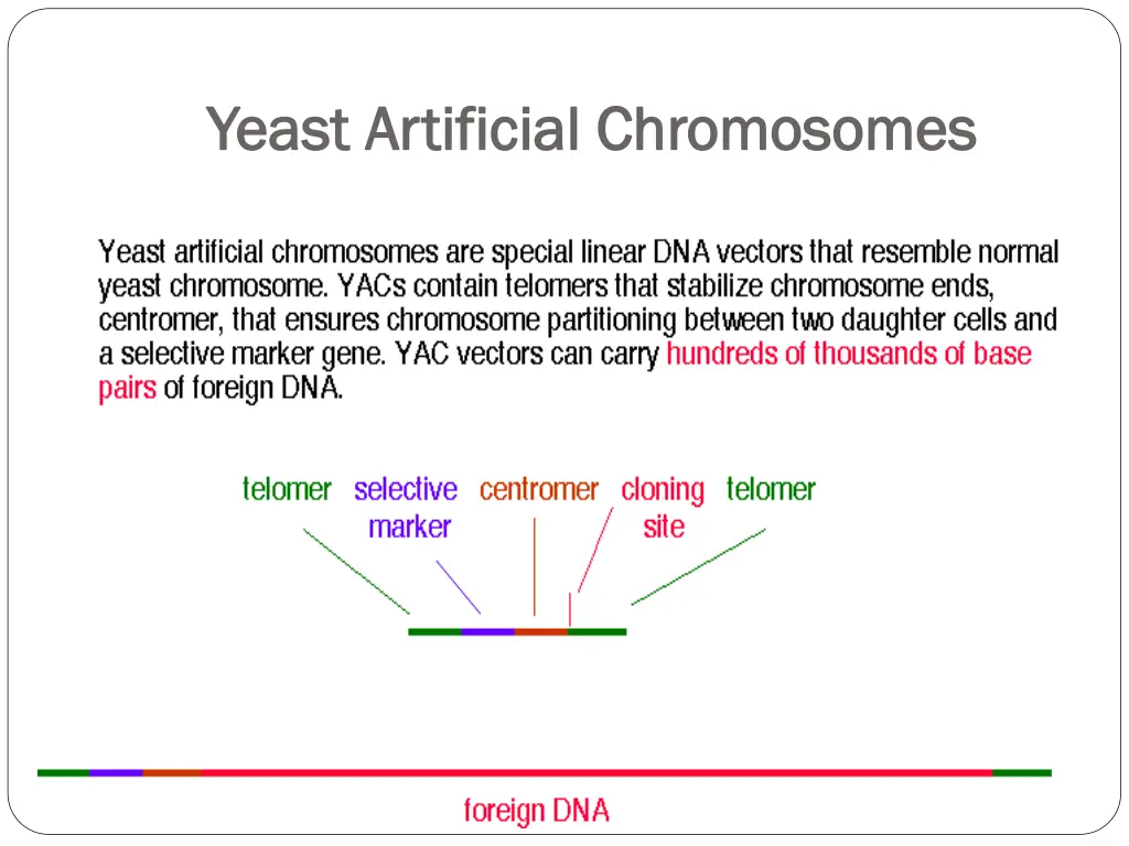 yeast artificial chromosomes yeast artificial