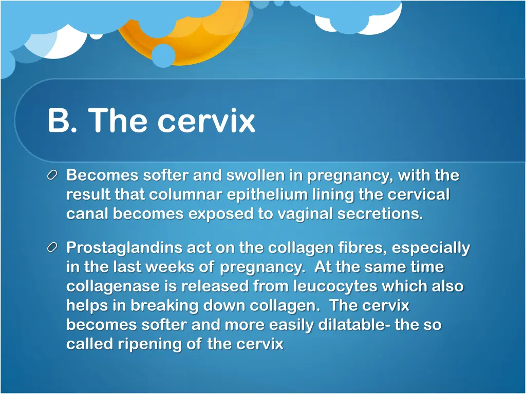b the cervix