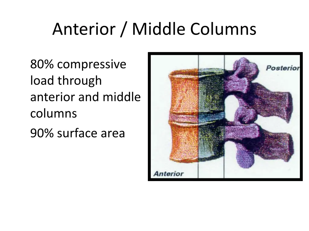 anterior middle columns