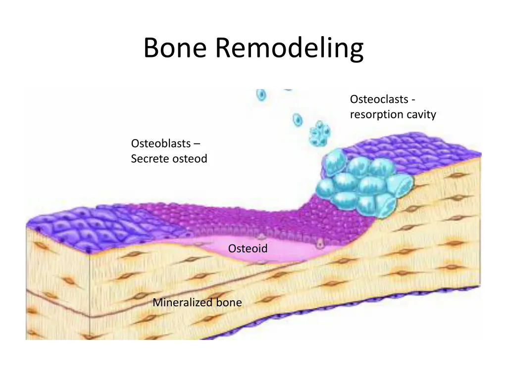 bone remodeling