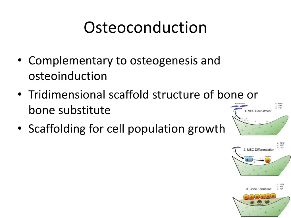 osteoconduction