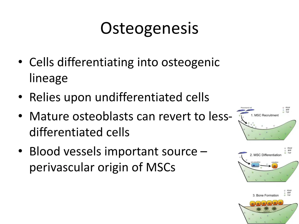 osteogenesis