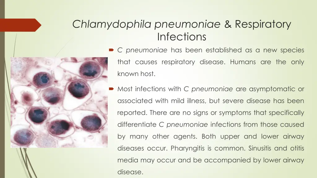 chlamydophila pneumoniae respiratory infections