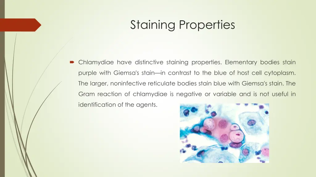 staining properties