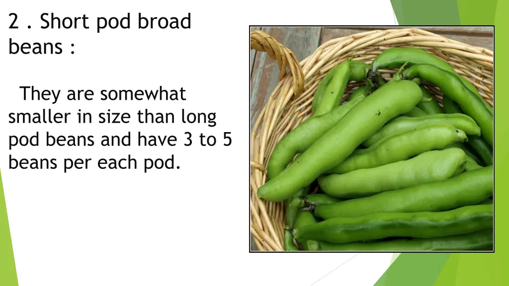 2 short pod broad beans