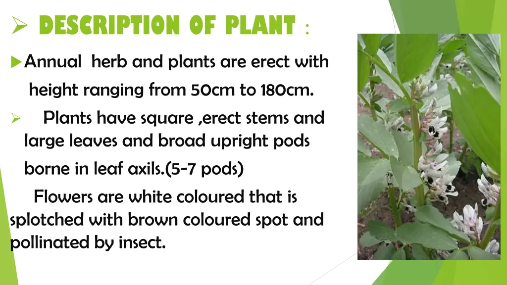 description of plant