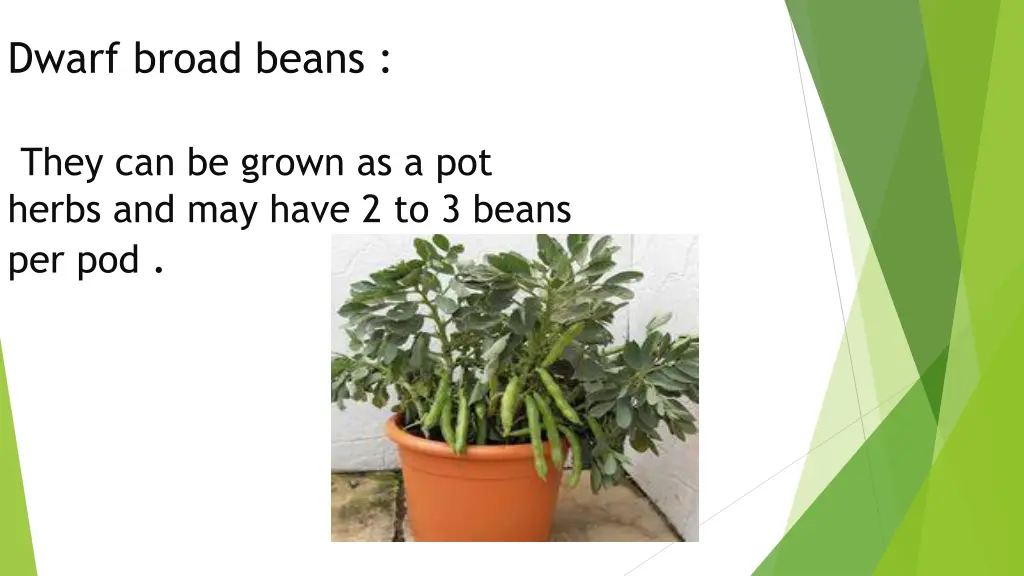 dwarf broad beans