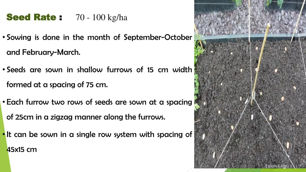 seed rate seed rate 70 100 kg ha