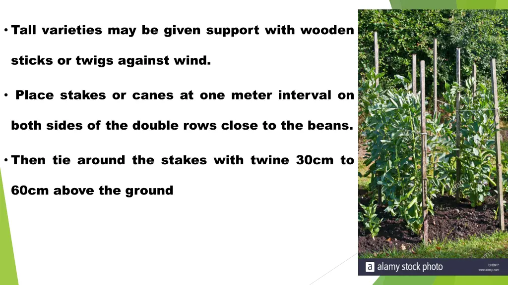 tall varieties may be given support with wooden