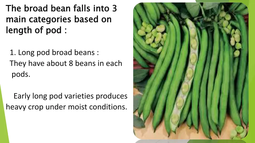 the broad bean falls into 3 main categories based