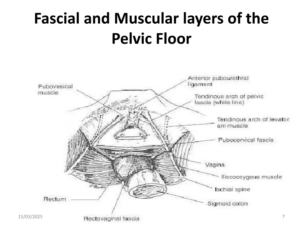 fascial and muscular layers of the pelvic floor