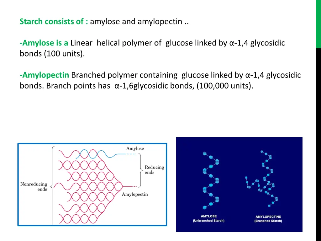 starch consists of amylose and amylopectin