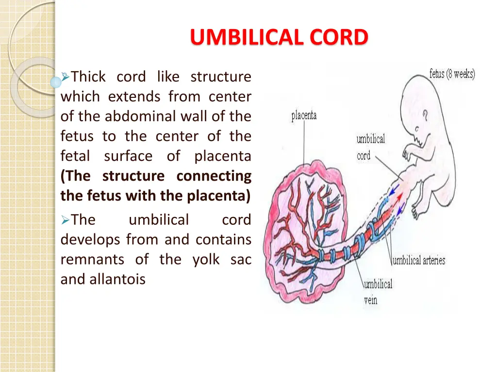 umbilical cord