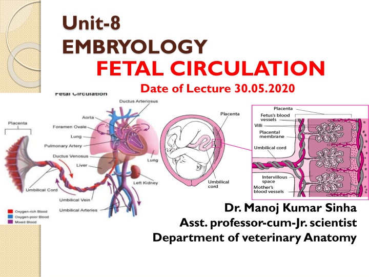 unit 8 embryology fetal circulation date