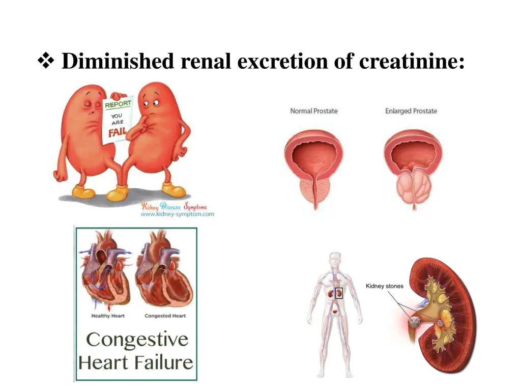 diminished renal excretion of creatinine