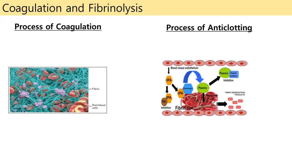 coagulation and fibrinolysis
