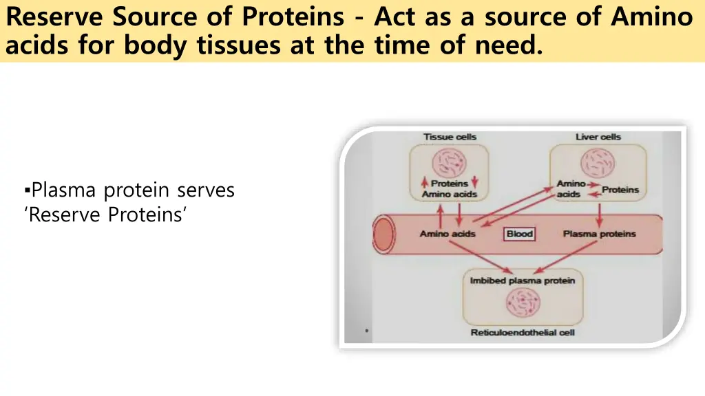 reserve source of proteins act as a source