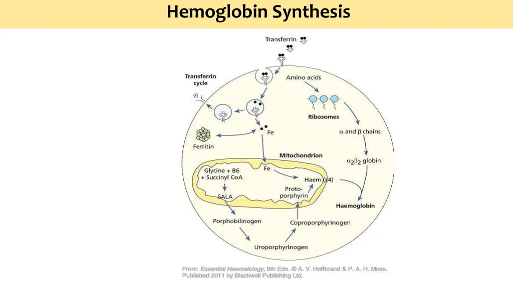 hemoglobin synthesis 1