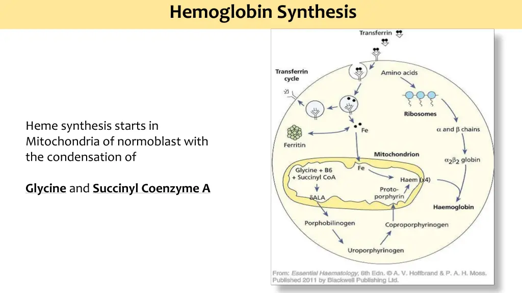 hemoglobin synthesis