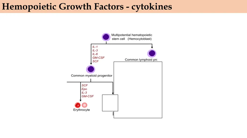 hemopoietic growth factors cytokines