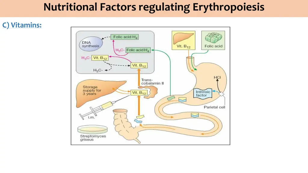 nutritional factors regulating erythropoiesis 1