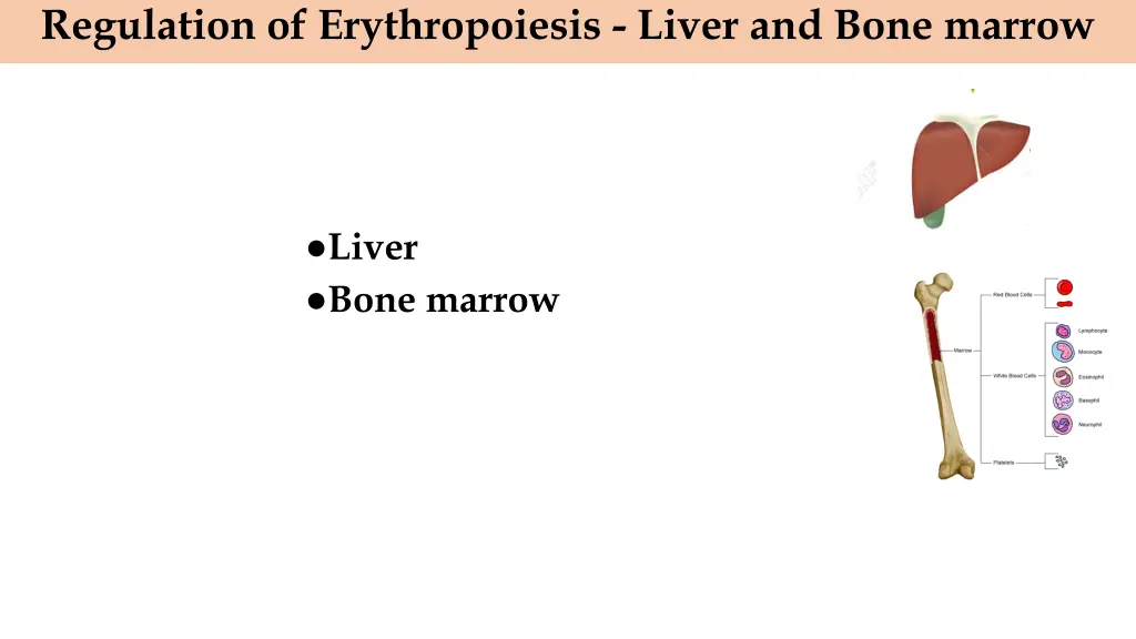 regulation of erythropoiesis liver and bone marrow