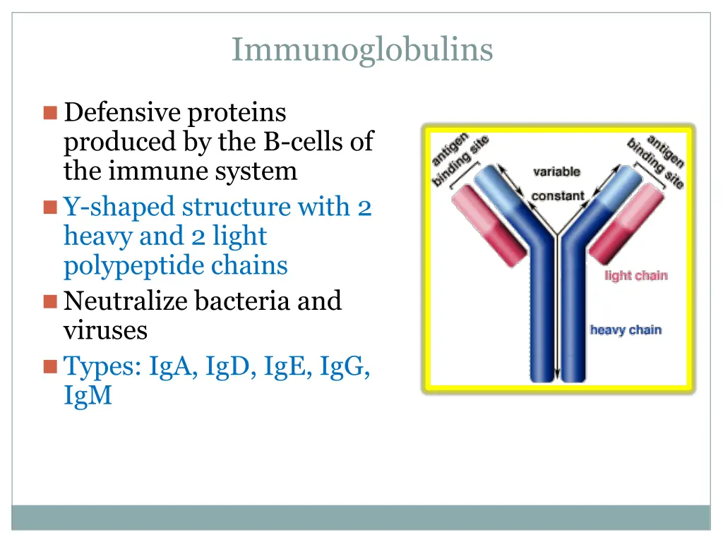 immunoglobulins