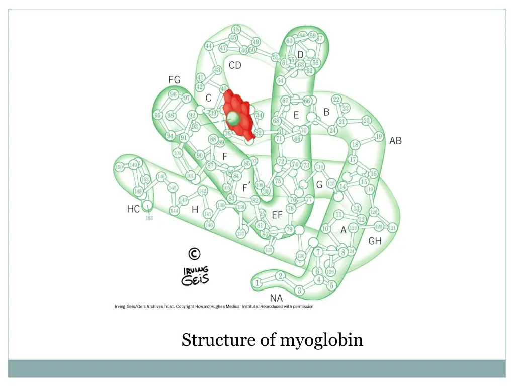 structure of myoglobin