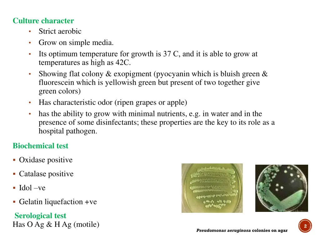 culture character strict aerobic grow on simple
