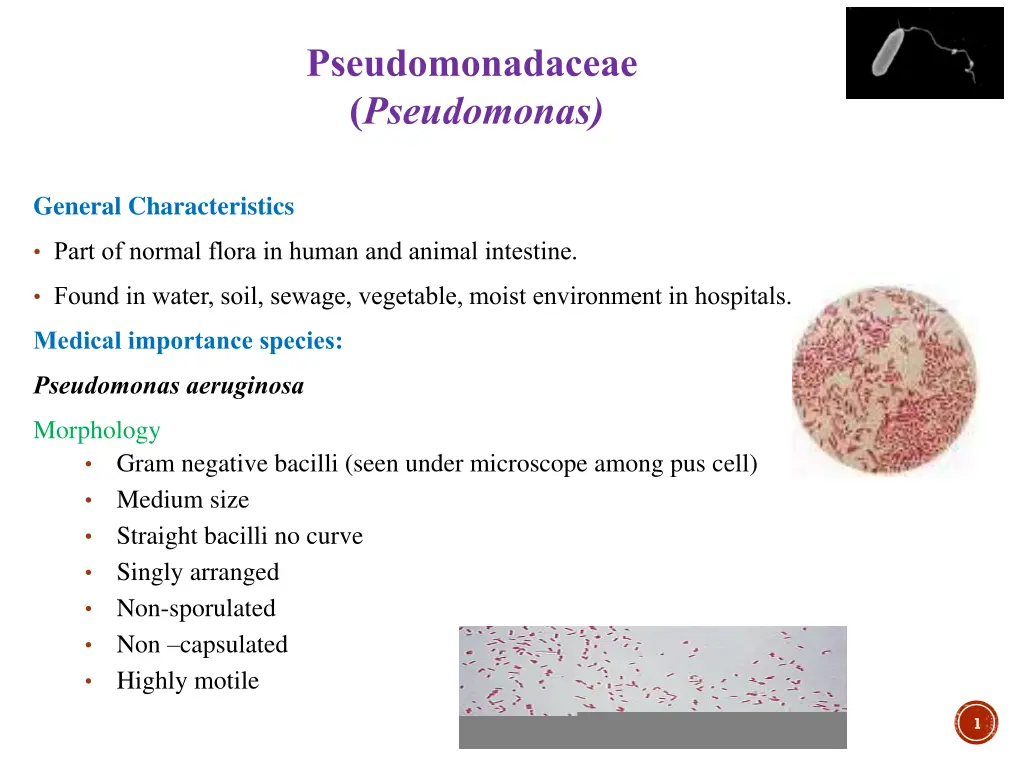 pseudomonadaceae pseudomonas