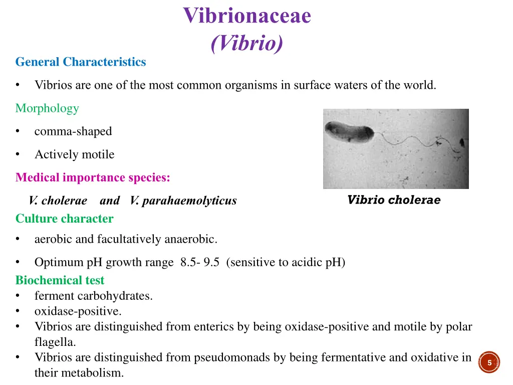vibrionaceae vibrio