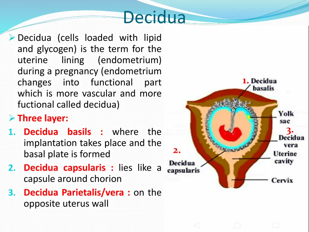decidua
