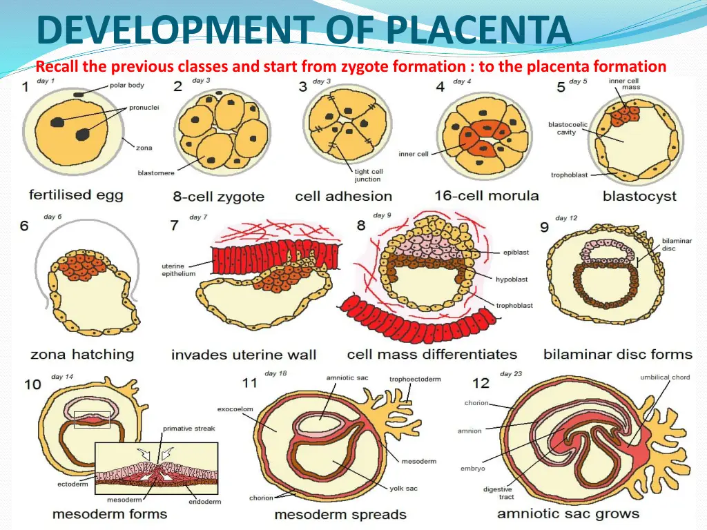 development of placenta recall the previous