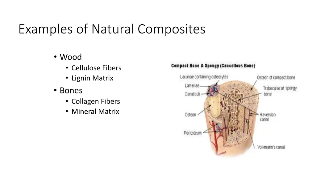 examples of natural composites