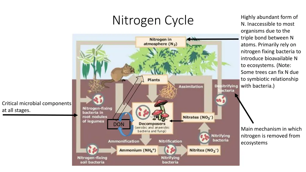 nitrogen cycle
