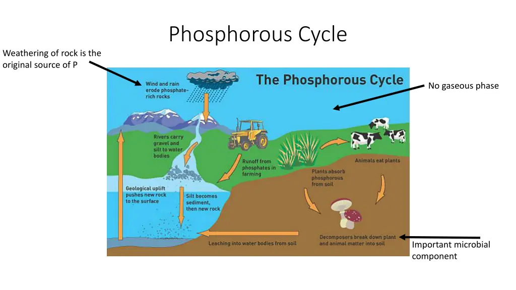 phosphorous cycle
