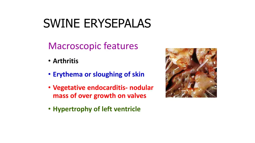 swine erysepalas 1