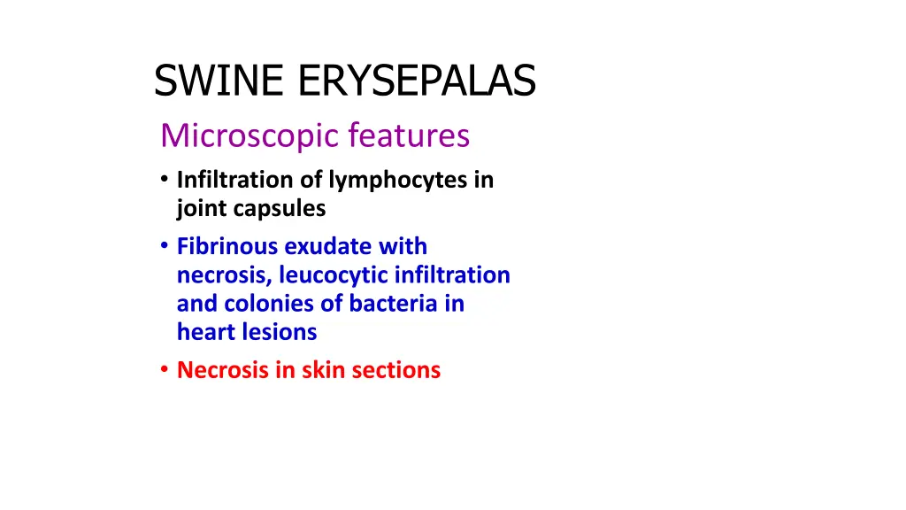 swine erysepalas microscopic features