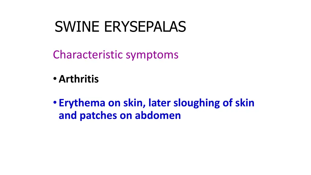 swine erysepalas