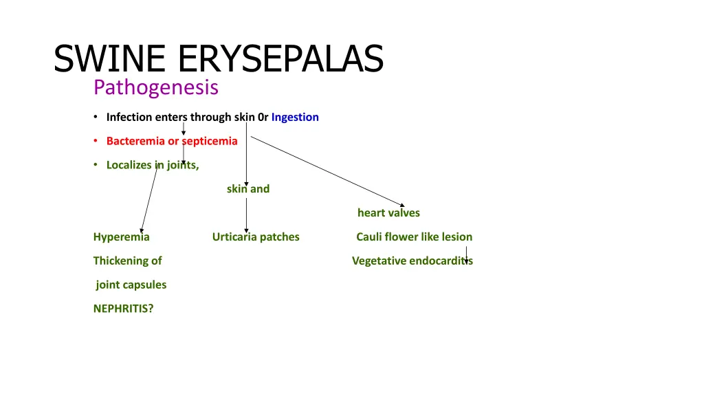 swine erysepalas pathogenesis
