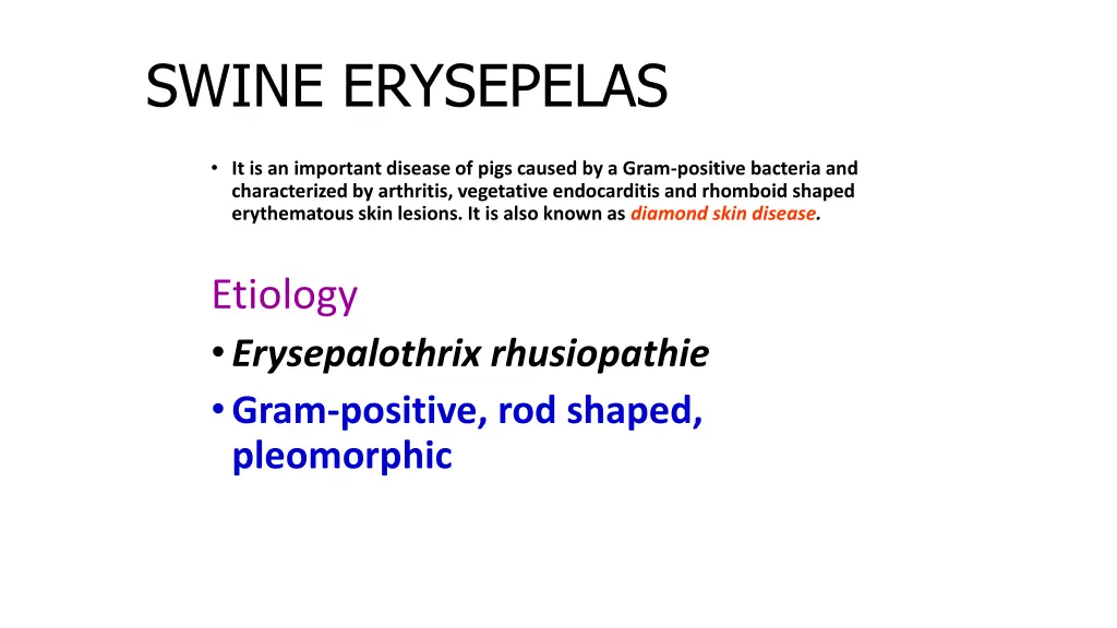 swine erysepelas