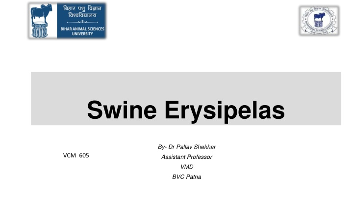 swine erysipelas