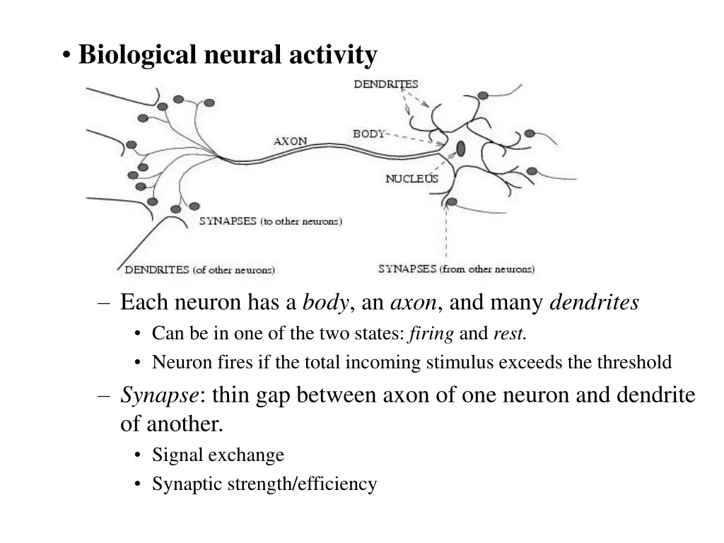biological neural activity