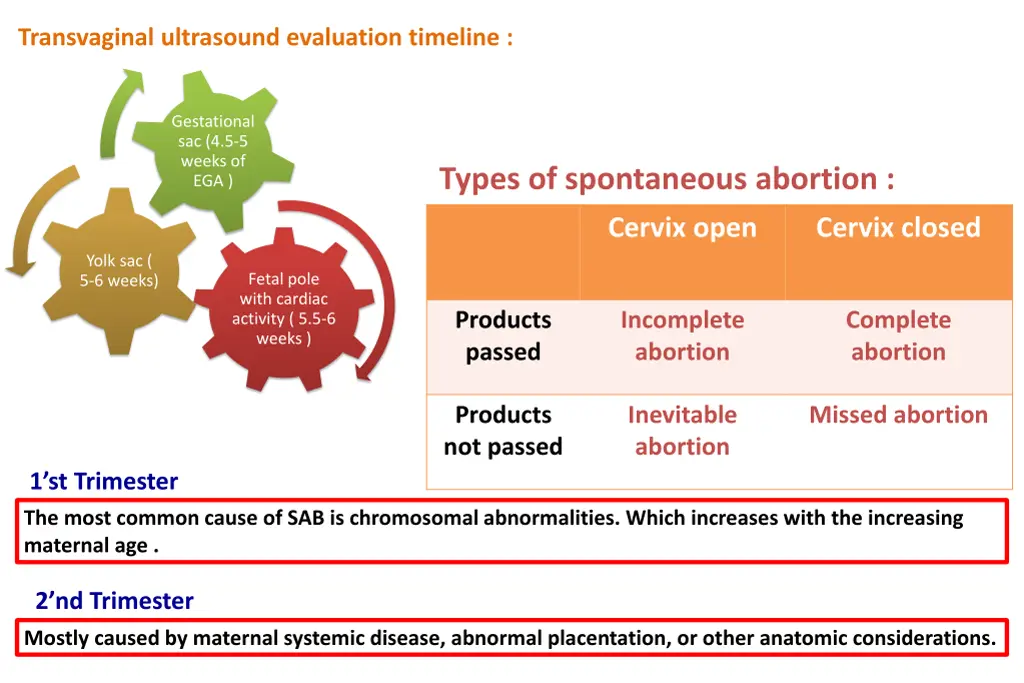 transvaginal ultrasound evaluation timeline
