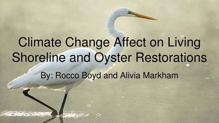 climate change affect on living shoreline