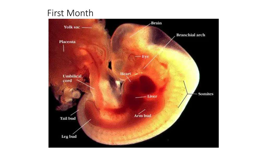 first month 1