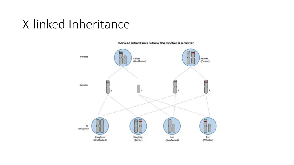 x linked inheritance